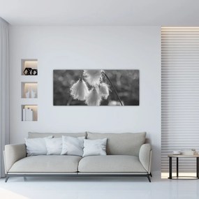 Obraz - Cottongrass (120x50 cm)