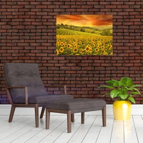 Sklenený obraz - Slnečnicové pole (70x50 cm)