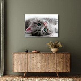 Obraz - Mačka so zelenými očami (90x60 cm)