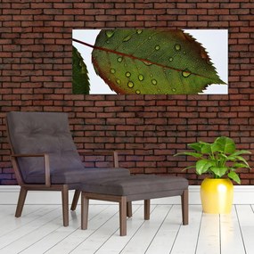 Obraz - List ruže (120x50 cm)