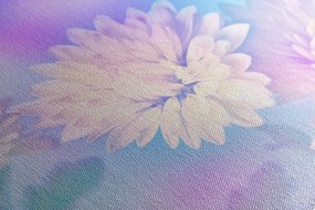Obraz kvet chryzantémy Varianta: 120x80