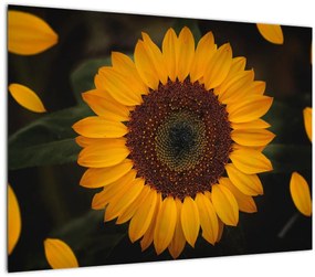 Sklenený obraz - Slnečnice a lístky kvetov (70x50 cm)