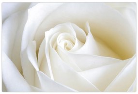 Obraz biele ruže (90x60 cm)