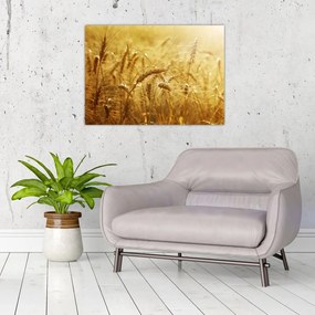 Obraz - Klasy obilia (70x50 cm)