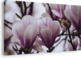 Obraz - Magnolie (90x60 cm)
