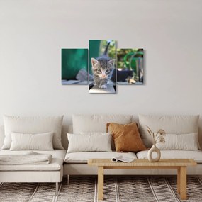 Obraz mačiatka (90x60 cm)
