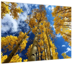 Sklenený obraz - Aspen (70x50 cm)
