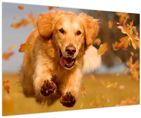 Obraz - Zlatý retriever (90x60 cm)