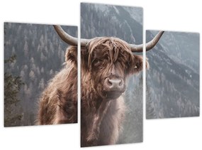 Obraz - Highlander krava (90x60 cm)