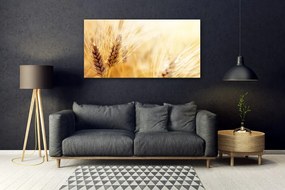 Obraz plexi Pšenica rastlina príroda 120x60 cm
