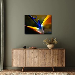 Obraz - Exotický kvet (70x50 cm)