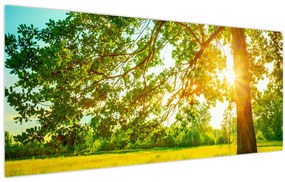 Obraz - Slnečný les (120x50 cm)