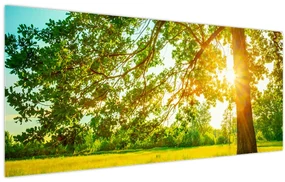 Obraz - Slnečný les (120x50 cm)
