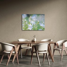 Obraz - Jemné kvety (70x50 cm)