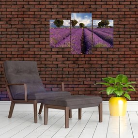 Obraz - Levanduľové pole a hory (90x60 cm)