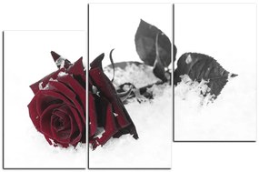 Obraz na plátne - Ruža na snehu 1103FC (135x90 cm)