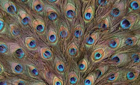 Fototapeta - Páv (152,5x104 cm)