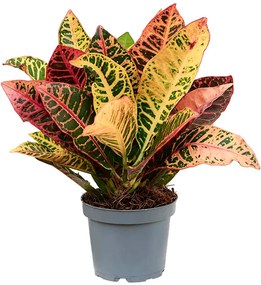 Kroton - Croton Codiaeum variegatum Petra 12x35 cm