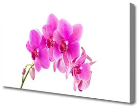 Obraz Canvas Vstavač kvet orchidea 100x50 cm