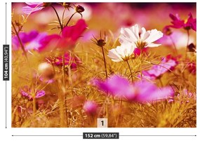 Fototapeta Vliesová Kozmos kvetina 208x146 cm