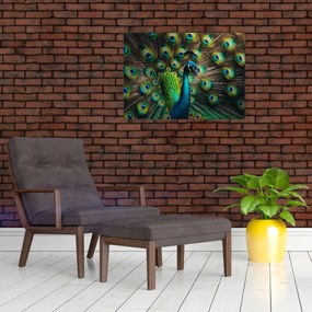 Obraz – Páv (70x50 cm)