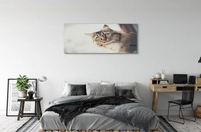 Obraz na akrylátovom skle Mainská mývalia mačka 120x60 cm