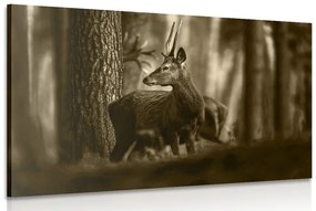 Obraz jeleň v borovicovom lese v sépiovom prevedení Varianta: 120x80