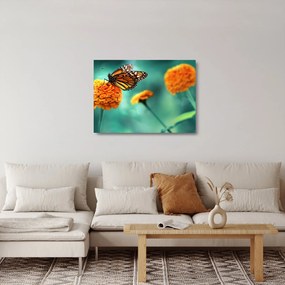 Sklenený obraz motýľa (70x50 cm)