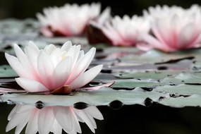 Obraz lotosový kvet - 90x60