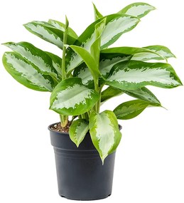 Aglaonema Silver moon 21x40 cm