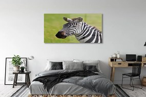 Obraz na akrylátovom skle Zebra 140x70 cm