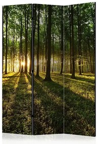 Paraván - Morning in the Forest [Room Dividers] Veľkosť: 135x172, Verzia: Obojstranný