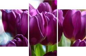 Obraz tulipánov (90x60 cm)