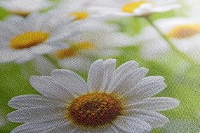 Obraz jarná lúka plná kvetov