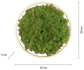 JUST LIGHT. 15391-66 - LED Stmievateľné stropné svietidlo ZELENÁ RITU LED/20W/230V