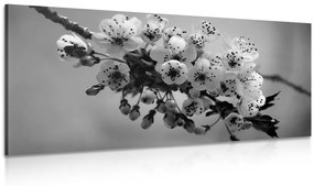 Obraz kvitnúci konárik čerešne v čiernobielom prevedení Varianta: 120x60