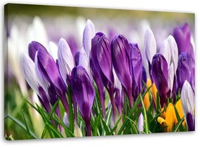 Obraz na plátně Květy krokusů Fialová - 90x60 cm