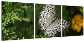 Obraz - biely motýľ (s hodinami) (90x30 cm)