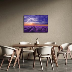 Obraz levanduľového pole (70x50 cm)
