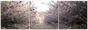 Obraz na plátne - Cestička medzi levanduľovými kríkmi - panoráma 566FB (120x40 cm)