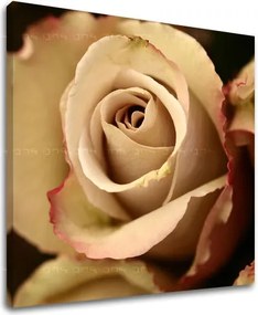 Obraz na stenu KVETY XOBKV124E12 - 40x40 cm