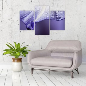 Obraz - Okvetný lístok s kvapkami (90x60 cm)