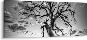 Obraz - Čiernobiely strom (120x50 cm)