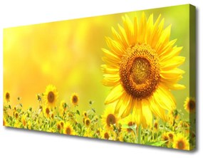Obraz Canvas Slnečnica kvet rastlina 100x50 cm