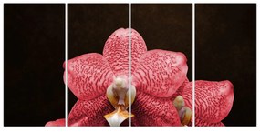 Ružová orchidea - obraz