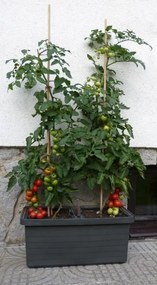 Samozavlažovací truhlík Berberis DUO, terakota, Plastia, 78 cm