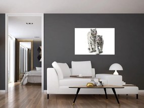 Obraz - Biely tiger (90x60 cm)