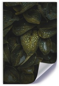 Gario Plagát Kvapky vody na listoch Farba rámu: Bez rámu, Veľkosť: 40 x 60 cm