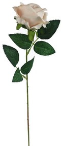 Ruža krémová X5791-26