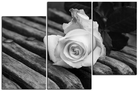 Obraz na plátne - Biela ruža na lavici 1224QD (135x90 cm)
